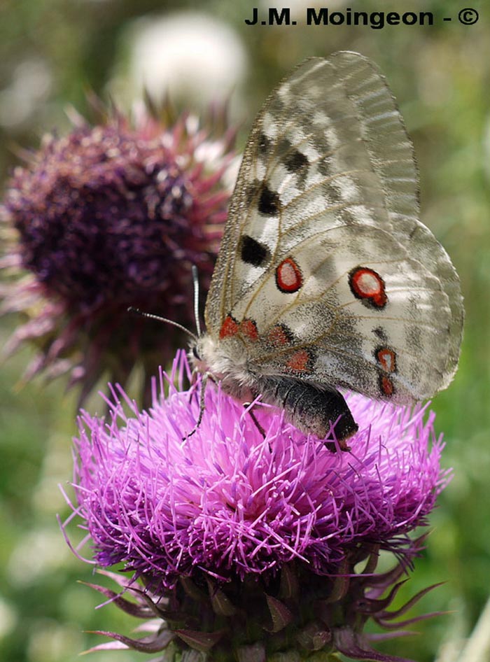 Parnassius apollo