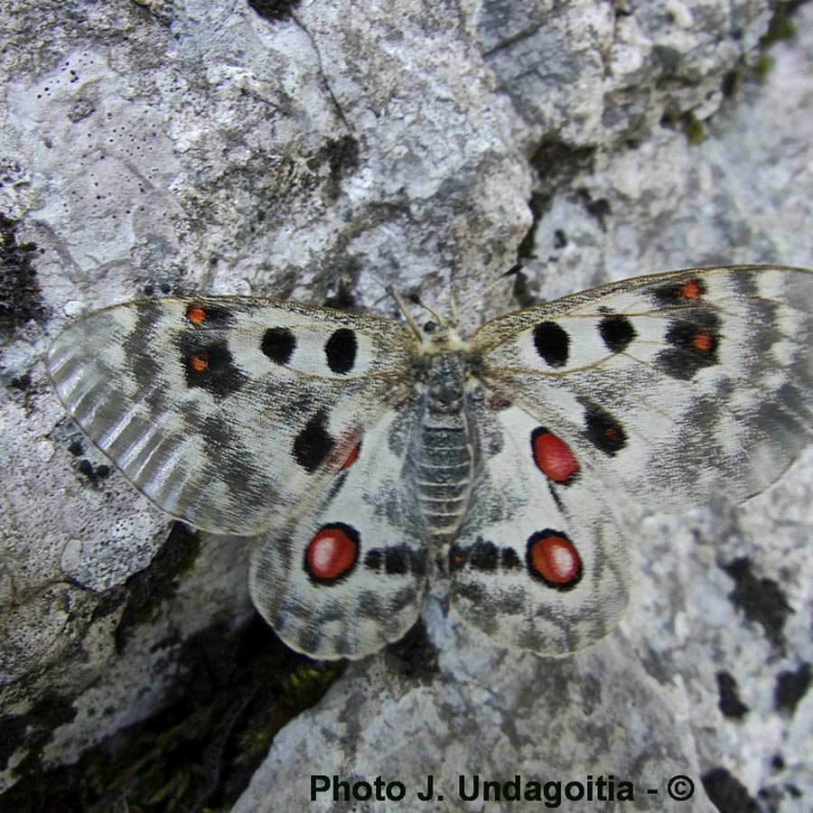 Parnassius apollo