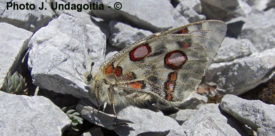 Parnassius apollo