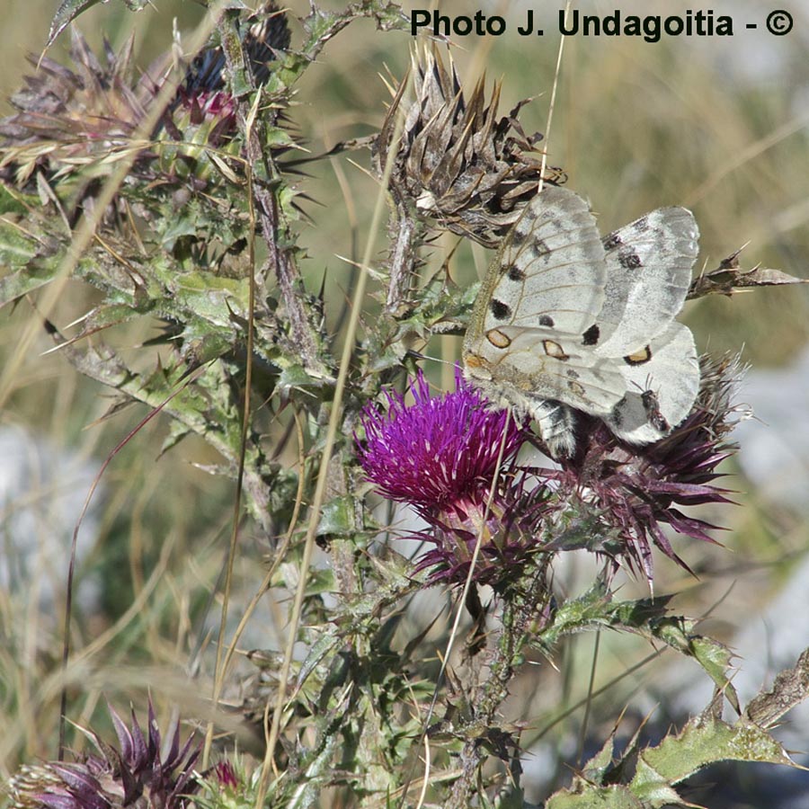 Parnassius apollo