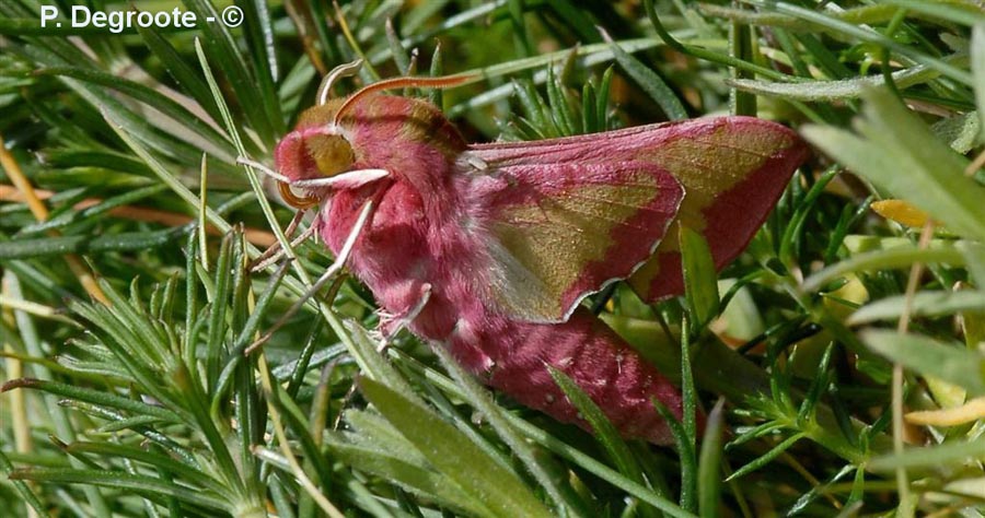 Deilephila elpenor (Pergesa elpenor)