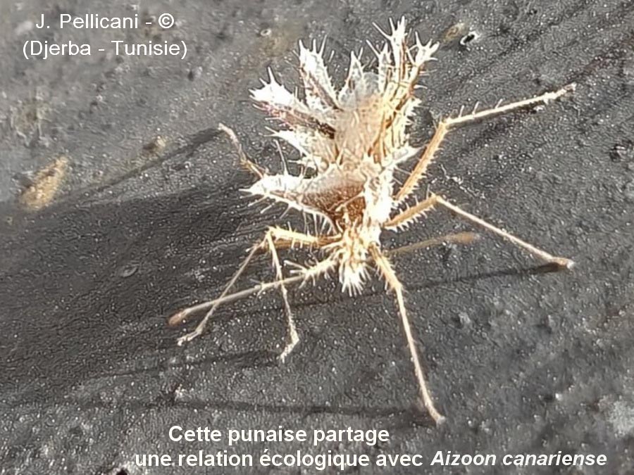 Phyllomorpha laciniata