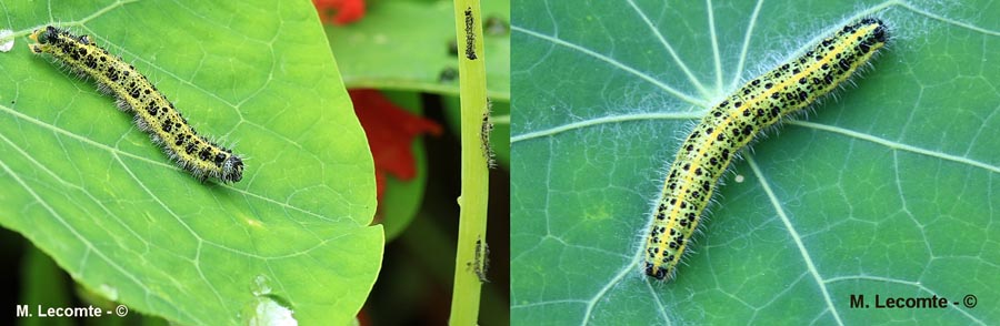 Pieris brassicae