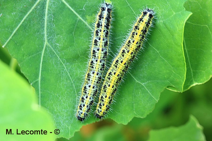 Pieris brassicae