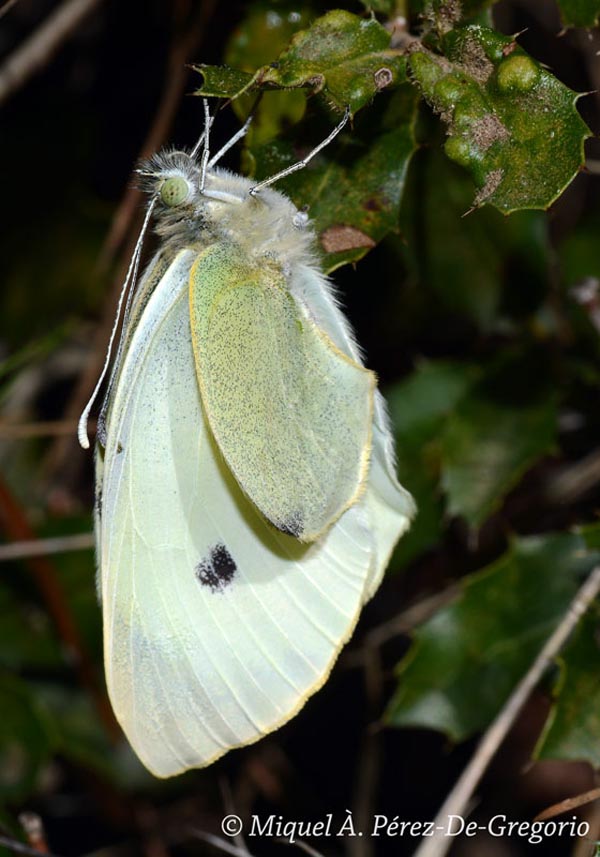 Pieris brassicae