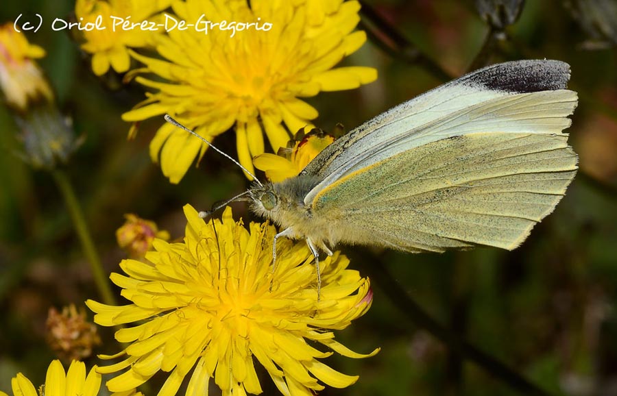 Pieris brassicae