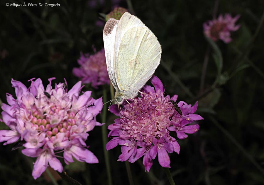 Pieris rapae