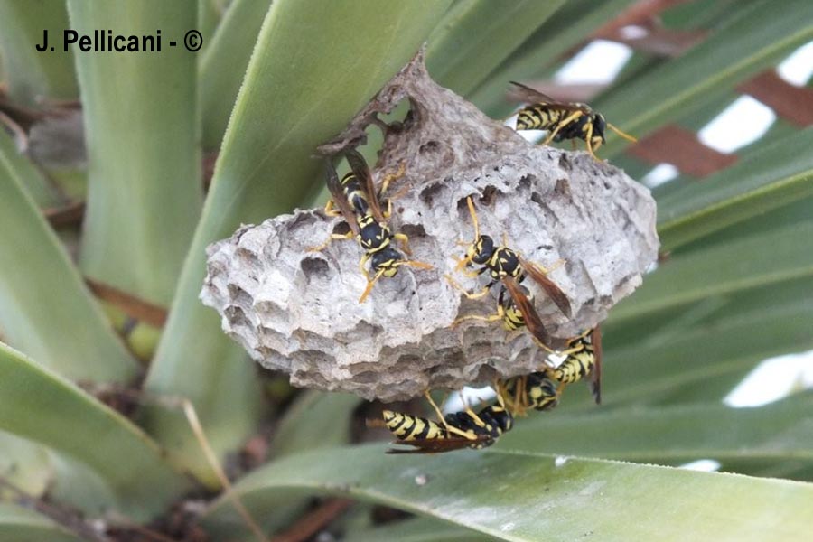 Polistes gallicus