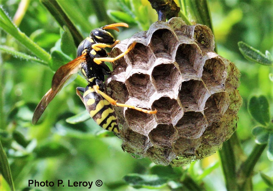 Polistes gallicus