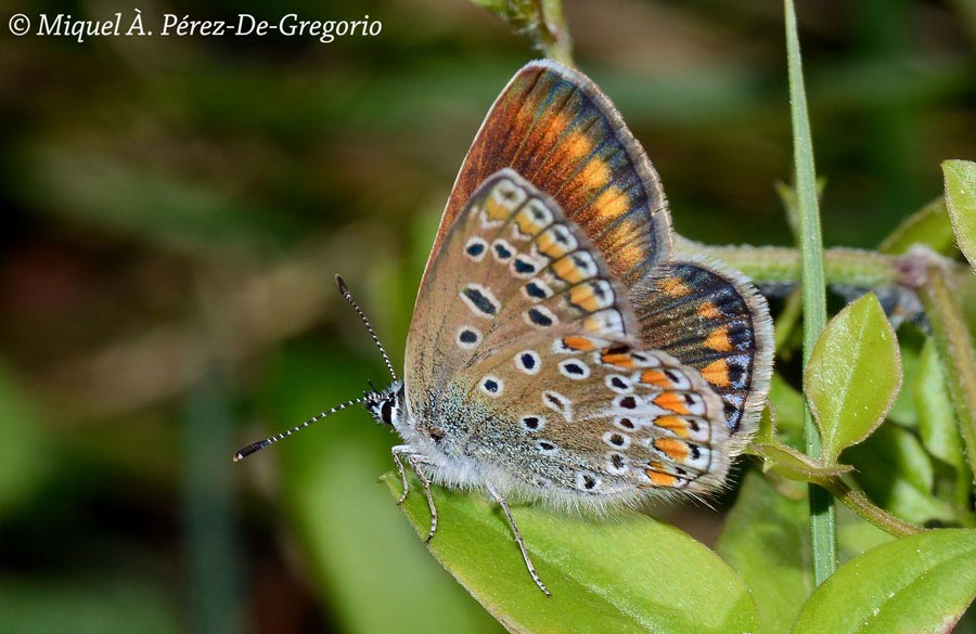 Polyommatus icarus