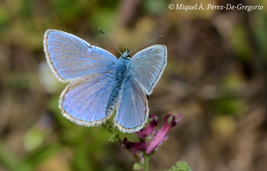 Polyommatus icarus