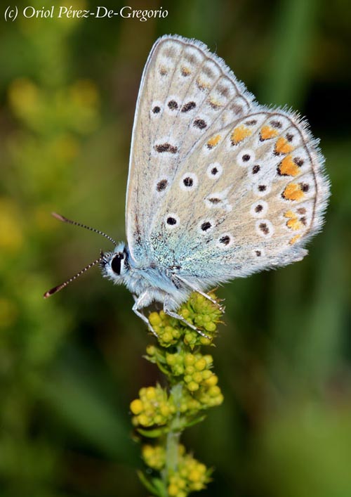 Polyommatus icarus