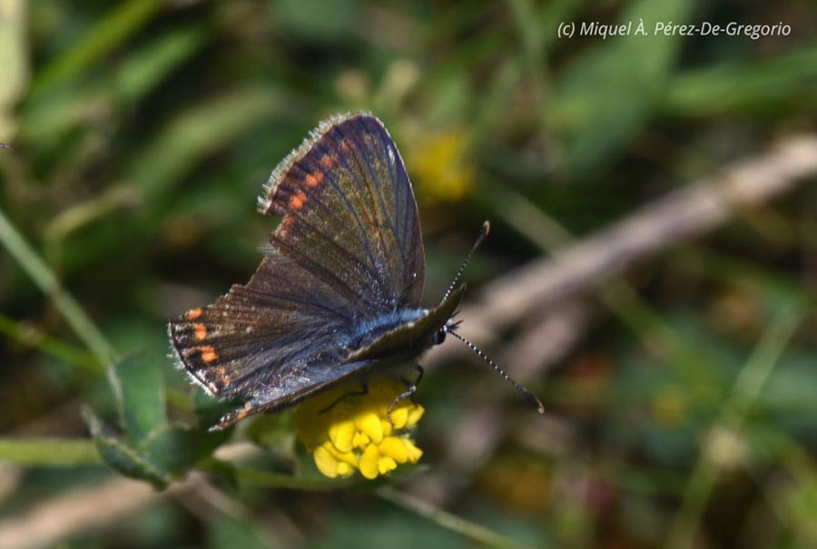 Polyommatus icarus