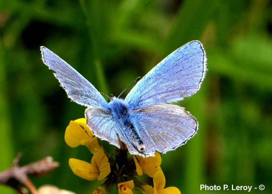 Polyommatus icarus