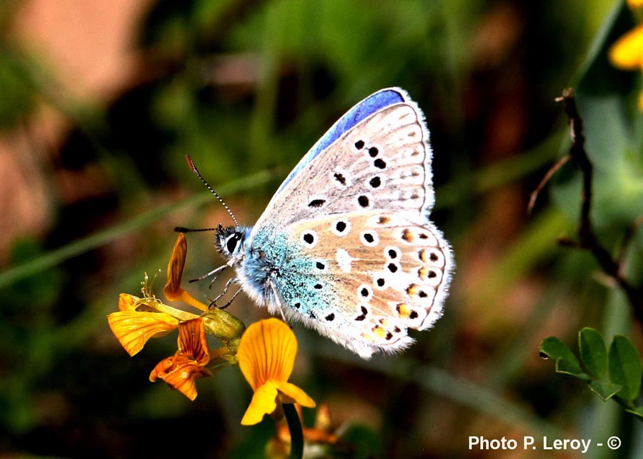 Polyommatus icarus