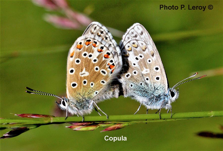 Polyommatus icarus