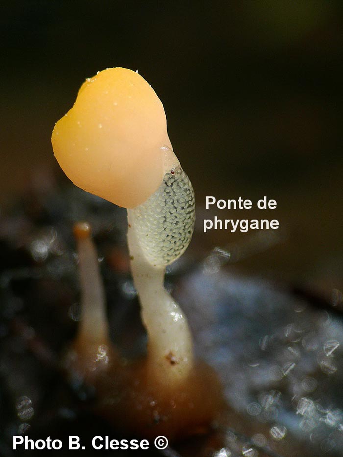 Phryganea sp.