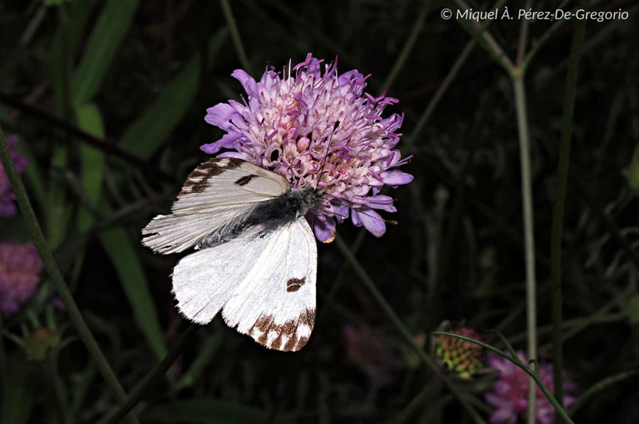 Pontia daplidice