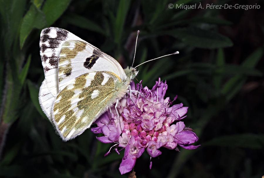 Pontia daplidice