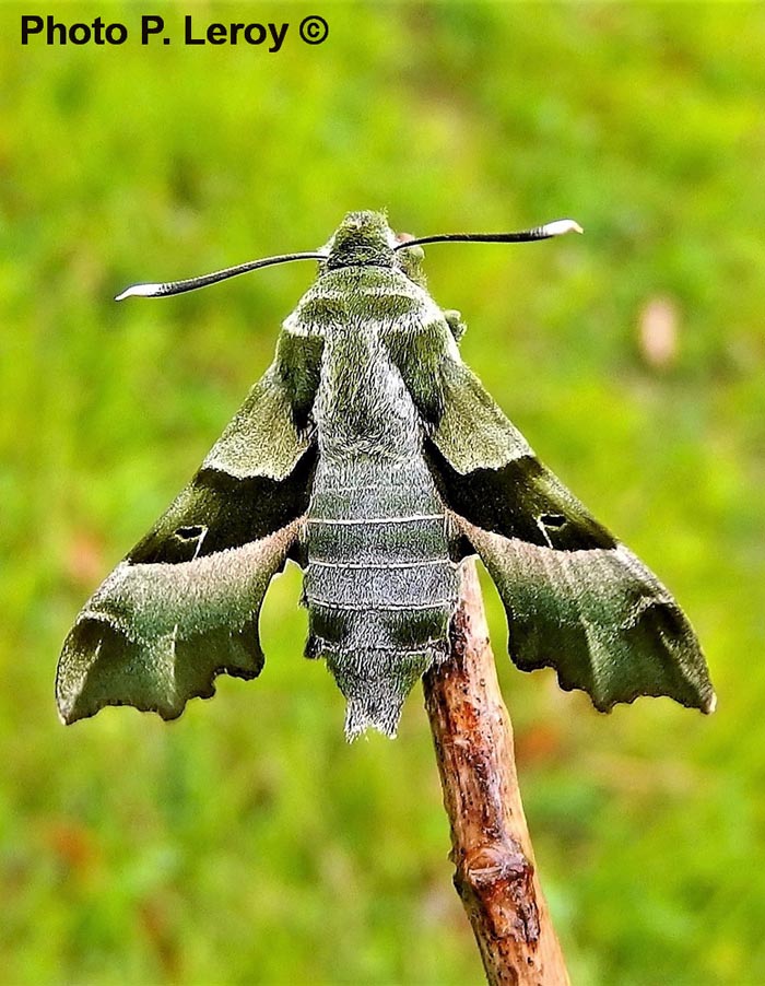 Proserpinus proserpina