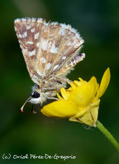 Pyrgus malvoides