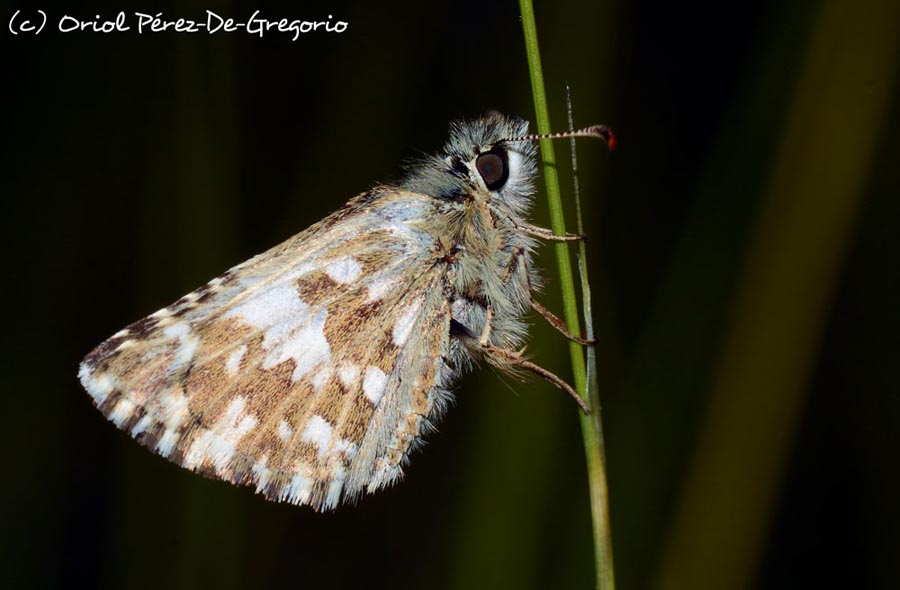 Pyrgus malvoides