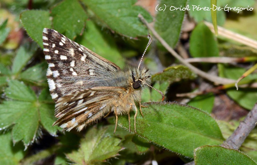 Pyrgus malvoides