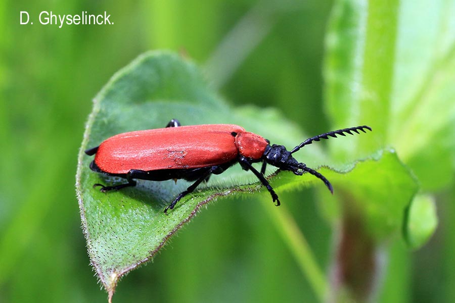 Pyrochroa coccinea