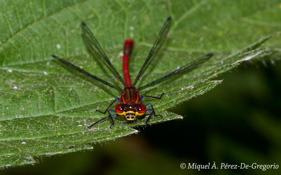 Pyrrhosoma nymphula