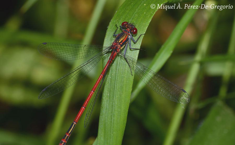 Pyrrhosoma nymphula