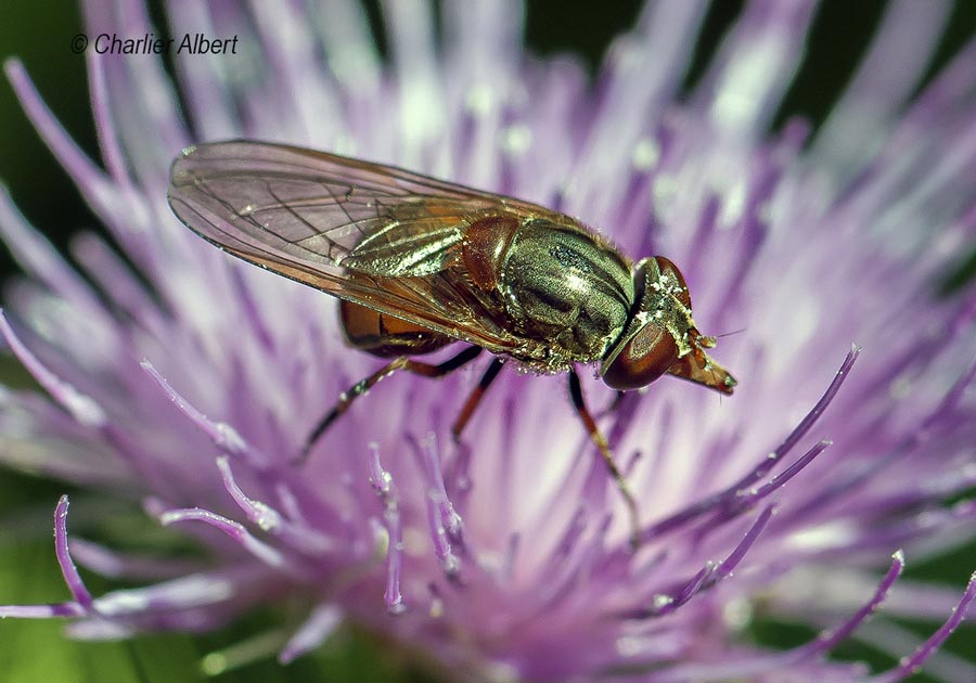 Rhingia campestris