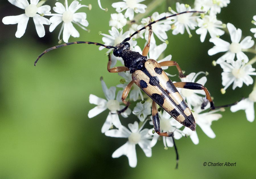 Rutpela maculata