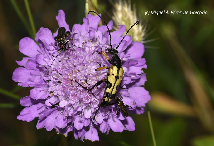 Rutpela maculata