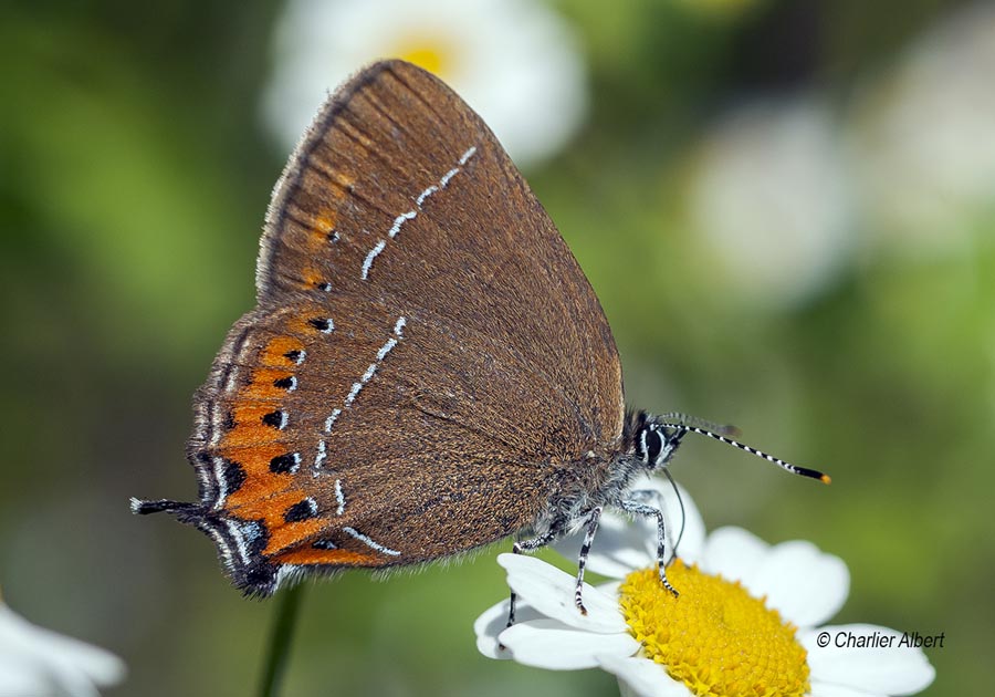 Satyrium pruni (thècle du prunier)