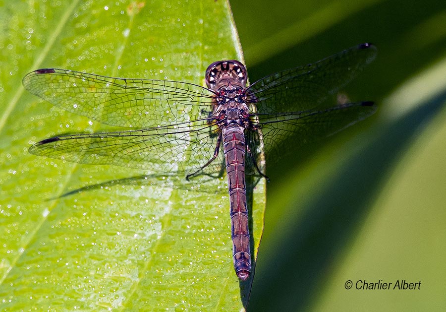 Sympetrum striolatum