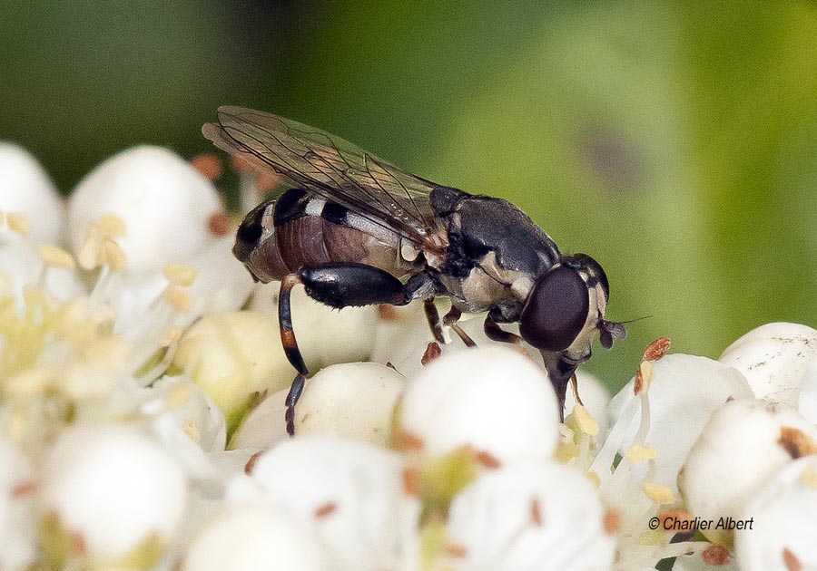 Syritta pipiens