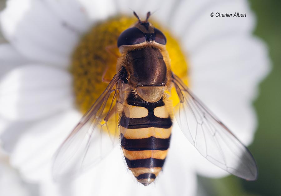 Syrphus ribesii