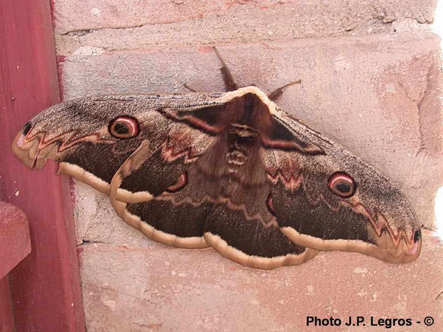 Saturnia pyri