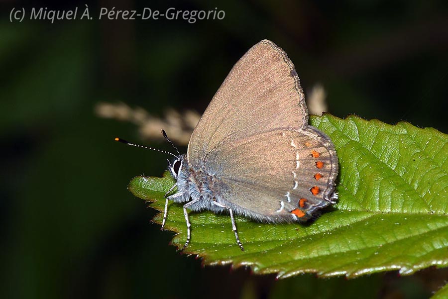 Satyrium esculi