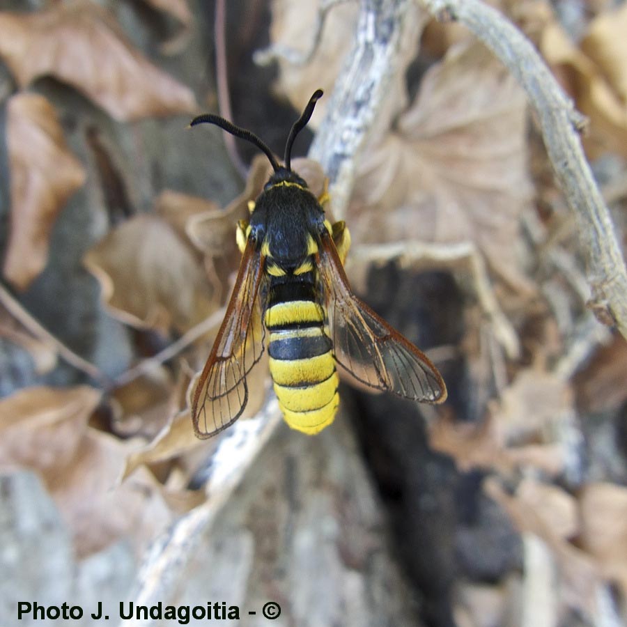 Sesia bembeciformis