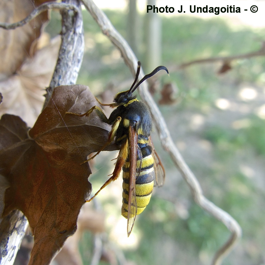 Sesia bembeciformis