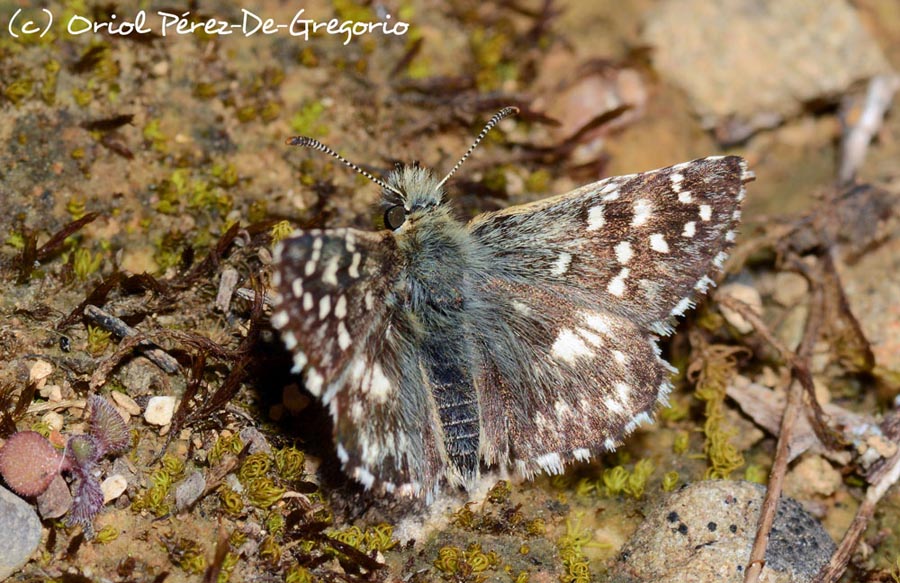 Spialia sertorius