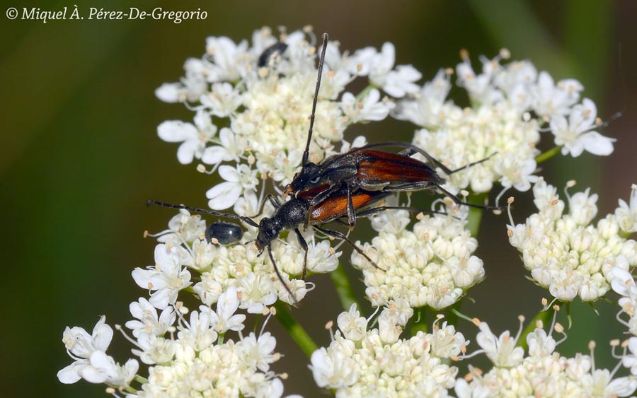 Stenurella melanura