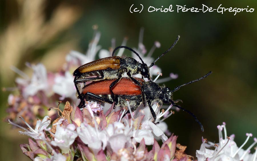 Stictoleptura fontenayi