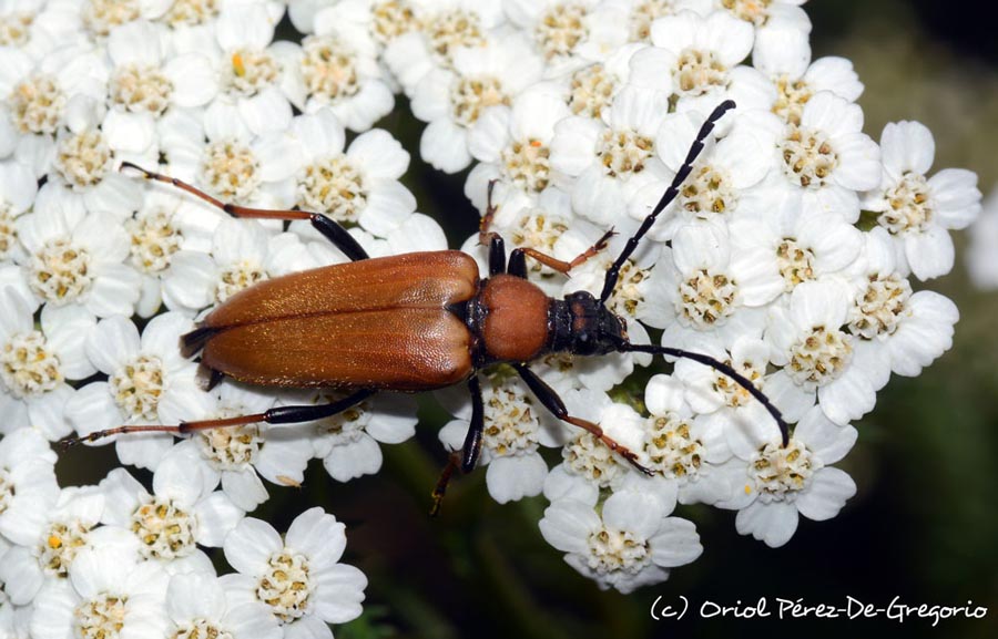 Stictoleptura fontenayi