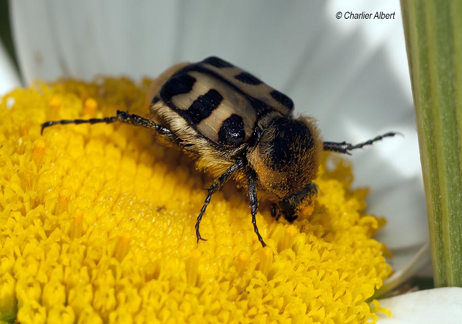 Trichius fasciatus (trichie fasciée)