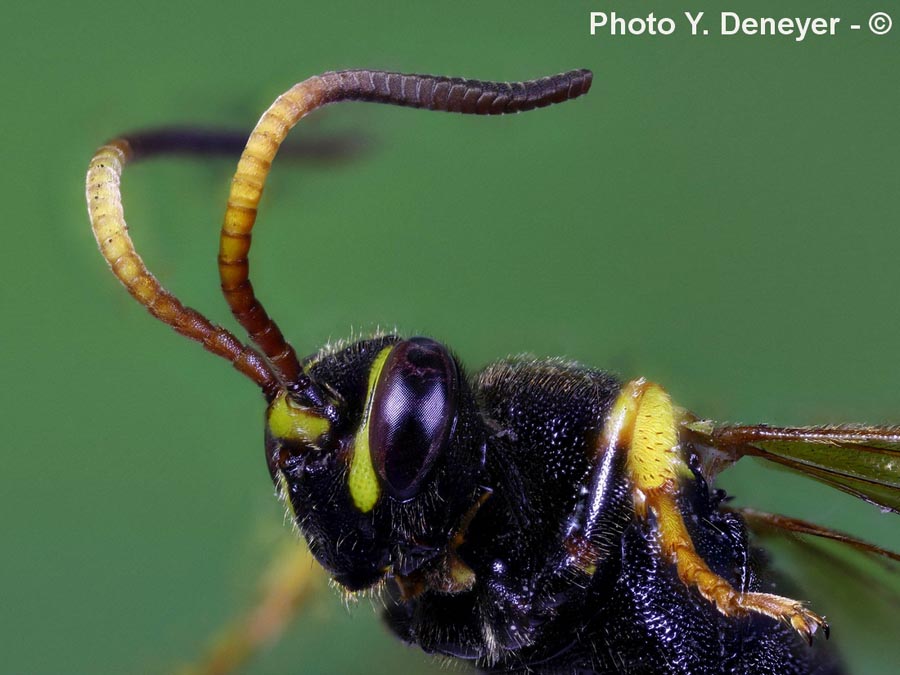 Vespula vulgaris