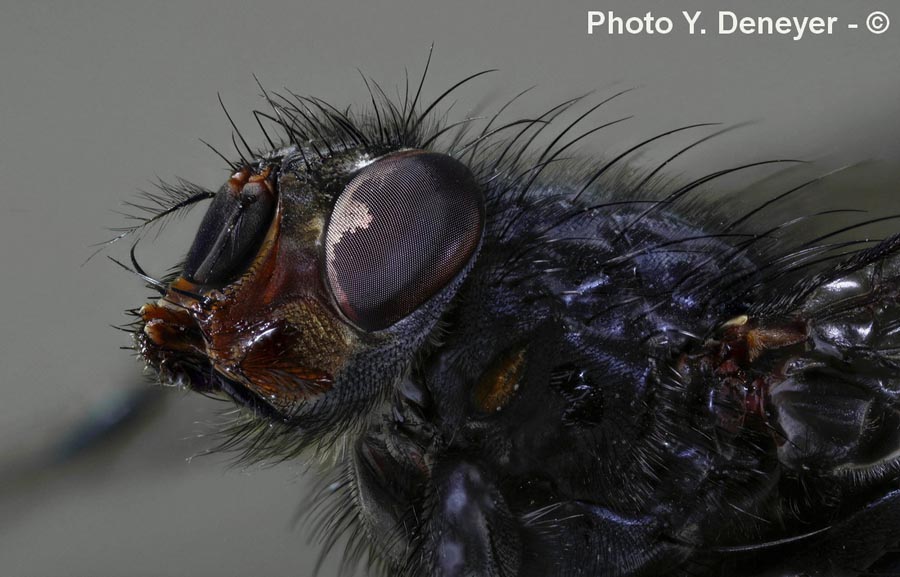 Têtes et yeux d'insectes