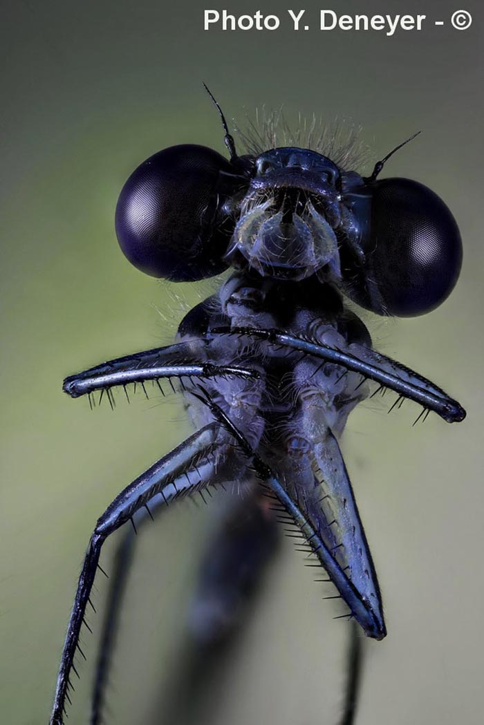 Têtes et yeux d'insectes