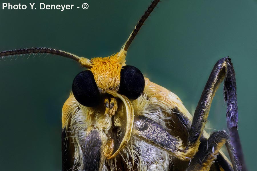 Têtes et yeux d'insectes